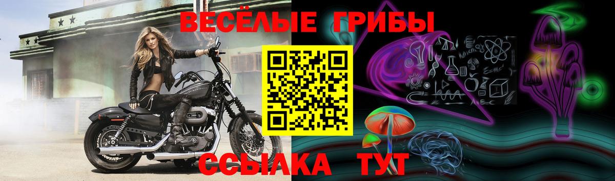 Галлюциногенные грибы Psilocybine cubensis Сергиев Посад